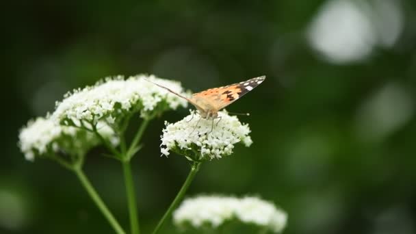 花の上の蝶 美しい塗装された女性 ヴァネッサカルドゥイ 明るいバレリアンの花で受粉 スローモーションで — ストック動画