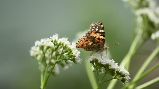 Butterfly Flower Beautiful Painted Lady Vanessa Cardui Pollinating Bright Valerian — Stock Video