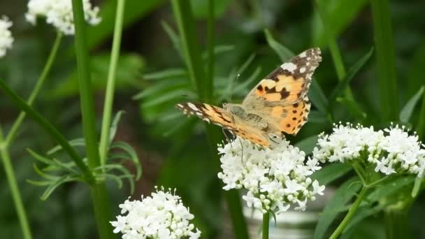 Mariposa Una Flor Hermosa Dama Pintada Vanessa Cardui Polinizando Flores — Vídeos de Stock