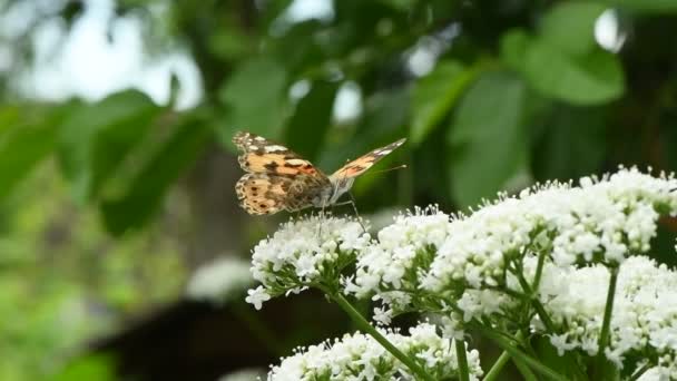 Mariposa Una Flor Hermosa Dama Pintada Vanessa Cardui Polinizando Flores — Vídeos de Stock