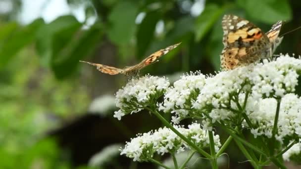 花の上の蝶 美しい塗装された女性 ヴァネッサカルドゥイ 明るいバレリアンの花で受粉 スローモーションで — ストック動画