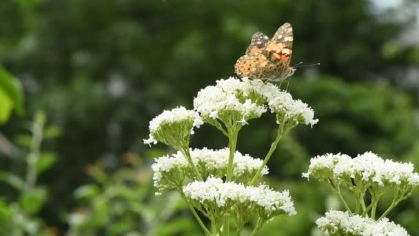 Πεταλούδα Λουλούδι Όμορφη Βαμμένη Κυρία Βανέσα Κάρουλι Επικονίασης Φωτεινά Βαλεριάνα — Αρχείο Βίντεο