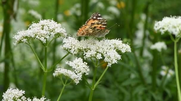 Fjäril Blomma Vackra Målade Lady Vanessa Cardui Pollinerande Ljusa Valerian — Stockvideo