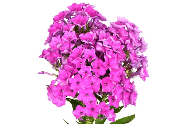 Paarse Phlox plant — Stockfoto