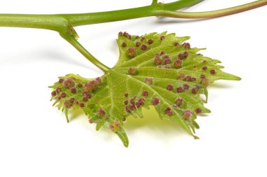 Üzüm phylloxera (Daktulosphaira vitifoliae) asma yaprakları üzerinde.