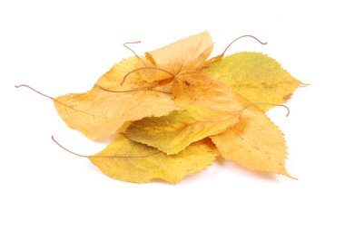 güzel renkli yaprakları