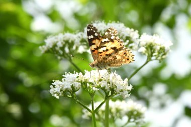 Güzel boyalı bayan