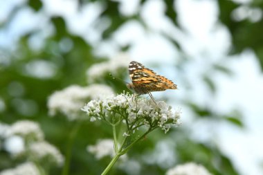 Güzel boyalı bayan