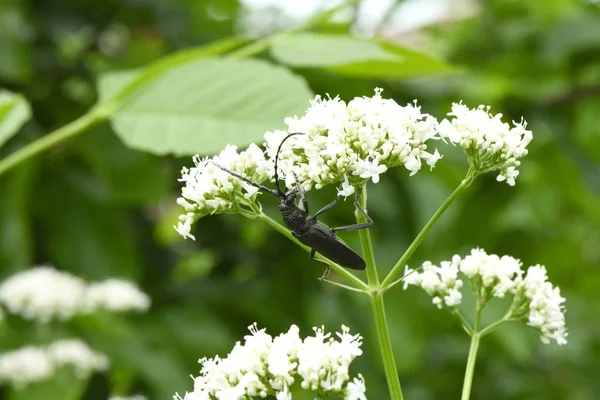 Black Monochamus brouk — Stock fotografie