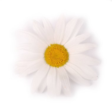 Beyaz arka planda yalıtılmış bir beyaz papatya çiçeği.