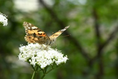 Güzel boyalı bayan