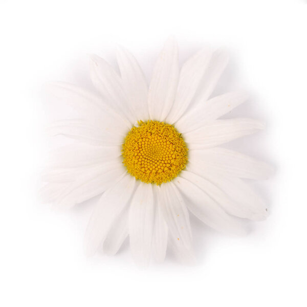 One white chamomile flower isolated on white background.