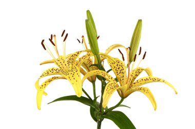 Sarı Zambak çiçeği