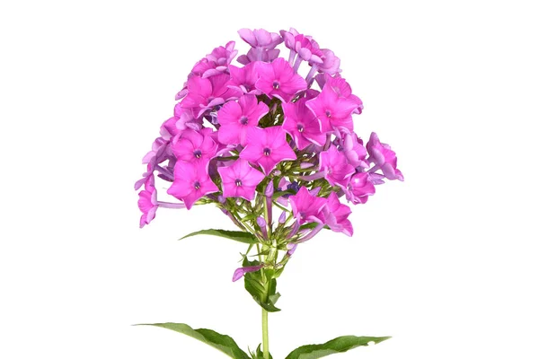 Purple phlox plant — Stock Photo, Image