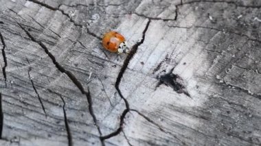 Odun üzerinde uğur böceği. Kırmızı uğur böceği ahşap bir parça üzerinde yürüyüş (coccinellidae). Yavaş hareket halinde. Hd.