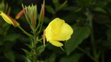 Gerçek zamanlı 4k çiçek Enotera (Lat. Oenothera) açıklanması. Popüler isim gece güzelliği, eşek, gece mumu. 