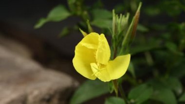 Gerçek zamanlı 4k çiçek Enotera (Lat. Oenothera) açıklanması. Popüler isim gece güzelliği, eşek, gece mumu. 