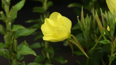 Gerçek zamanlı 4k çiçek Enotera (Lat. Oenothera) açıklanması. Popüler isim gece güzelliği, eşek, gece mumu. 