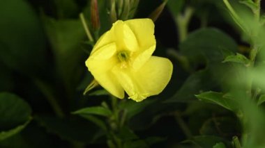 Gerçek zamanlı 4k çiçek Enotera (Lat. Oenothera) açıklanması. Popüler isim gece güzelliği, eşek, gece mumu. 