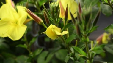 Gerçek zamanlı 4k çiçek Enotera (Lat. Oenothera) açıklanması. Popüler isim gece güzelliği, eşek, gece mumu. 