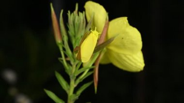 Gerçek zamanlı 4k çiçek Enotera (Lat. Oenothera) açıklanması. Popüler isim gece güzelliği, eşek, gece mumu. 