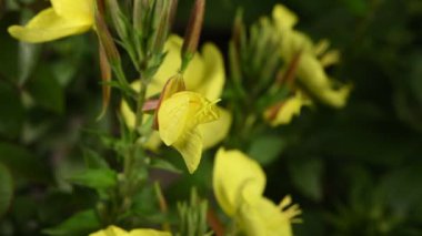 Gerçek zamanlı 4k çiçek Enotera (Lat. Oenothera) açıklanması. Popüler isim gece güzelliği, eşek, gece mumu. 