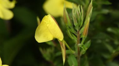 Gerçek zamanlı 4k çiçek Enotera (Lat. Oenothera) açıklanması. Popüler isim gece güzelliği, eşek, gece mumu. 