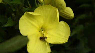 Sarı çiçek Enotera (Lat. Oenothera) gerçek zamanlı 4k içinde vahşi arı pollinating.