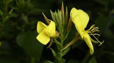 Gerçek zamanlı 4k çiçek Enotera (Lat. Oenothera) açıklanması. Popüler isim gece güzelliği, eşek, gece mumu. 