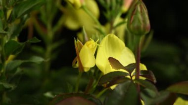 Gerçek zamanlı 4k çiçek Enotera (Lat. Oenothera) açıklanması. Popüler isim gece güzelliği, eşek, gece mumu. 