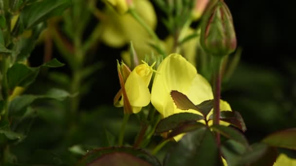 Disclosure Flower Enotera Lat Oenothera Real Time Popular Name Night — Stock Video