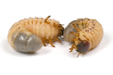 Gergedan böceği nin larvası