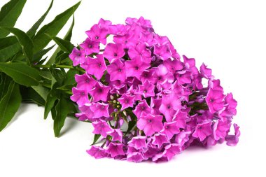Mor phlox bitkisi