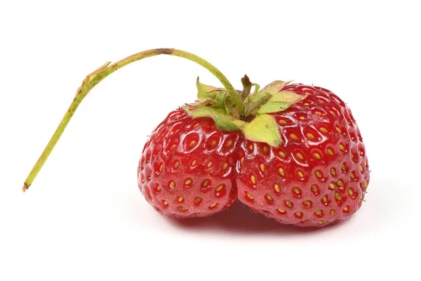 Herencia orgánica fea fresas cultivadas en casa aisladas sobre fondo blanco . — Foto de Stock