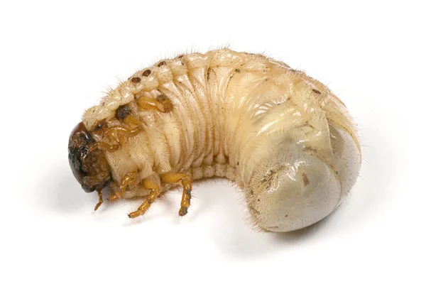 Larva of a rhinoceros beetle — Stock Photo, Image