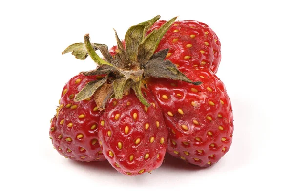 Ful ekologisk släktklenod hemodlade jordgubbar isolerade på vit bakgrund. — Stockfoto