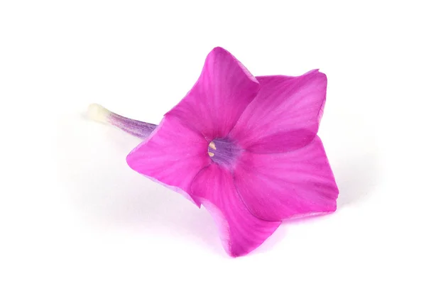 Lila Phlox växt — Stockfoto