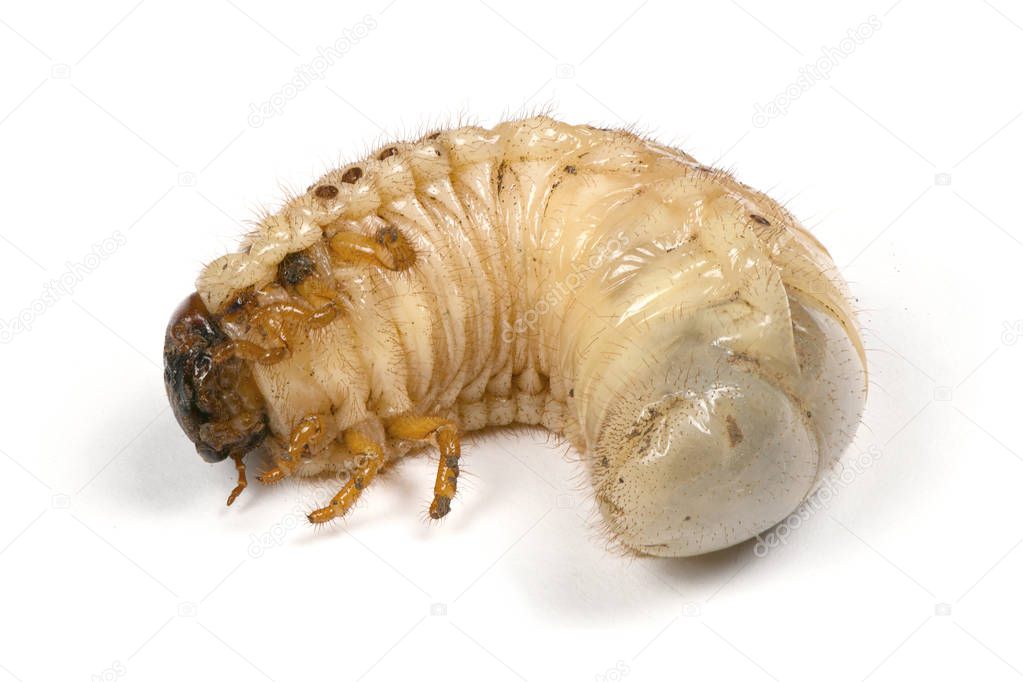 Larva of a rhinoceros beetle