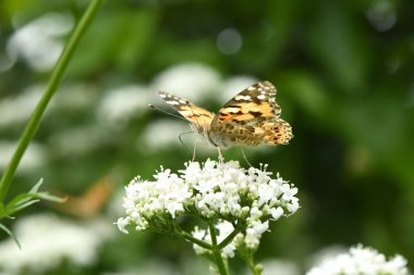 Güzel boyalı bayan