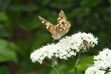 Güzel boyalı bayan