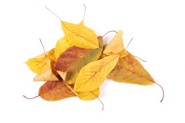 güzel renkli yaprakları