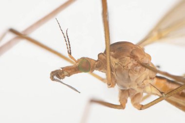 Silindirrotomina izole