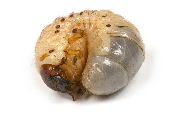 Larva of a rhinoceros beetle — Stock Photo, Image