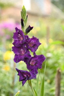 Menekşe renkli gladiolus