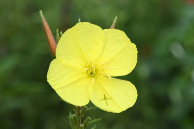 Oenothera güzel çiçek