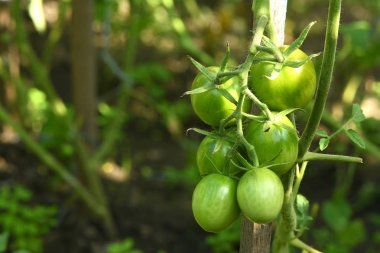 Olgunlaşmamış yeşil domates