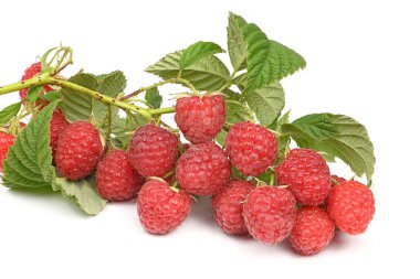 Yaprakları ile Ahududu dal