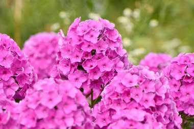 Phlox (Phlox douglasii) bitkisinin menekşe çiçekleri. 