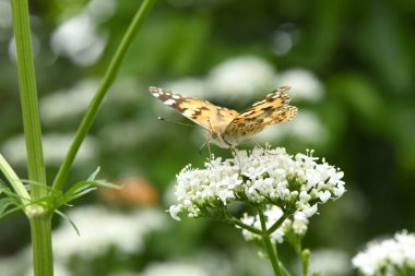 Güzel boyalı bayan