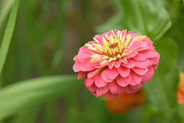 Apelsin färgad zinnia — Stockfoto